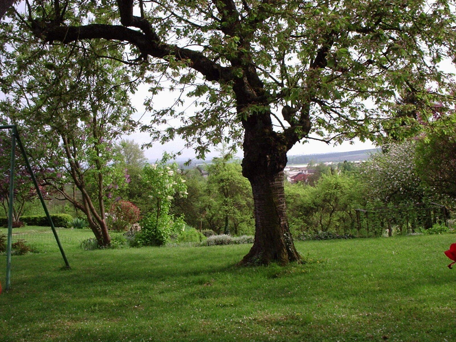 Ein großer Baum in einer grünen Umgebung mit Blick auf eine ferne Stadt.