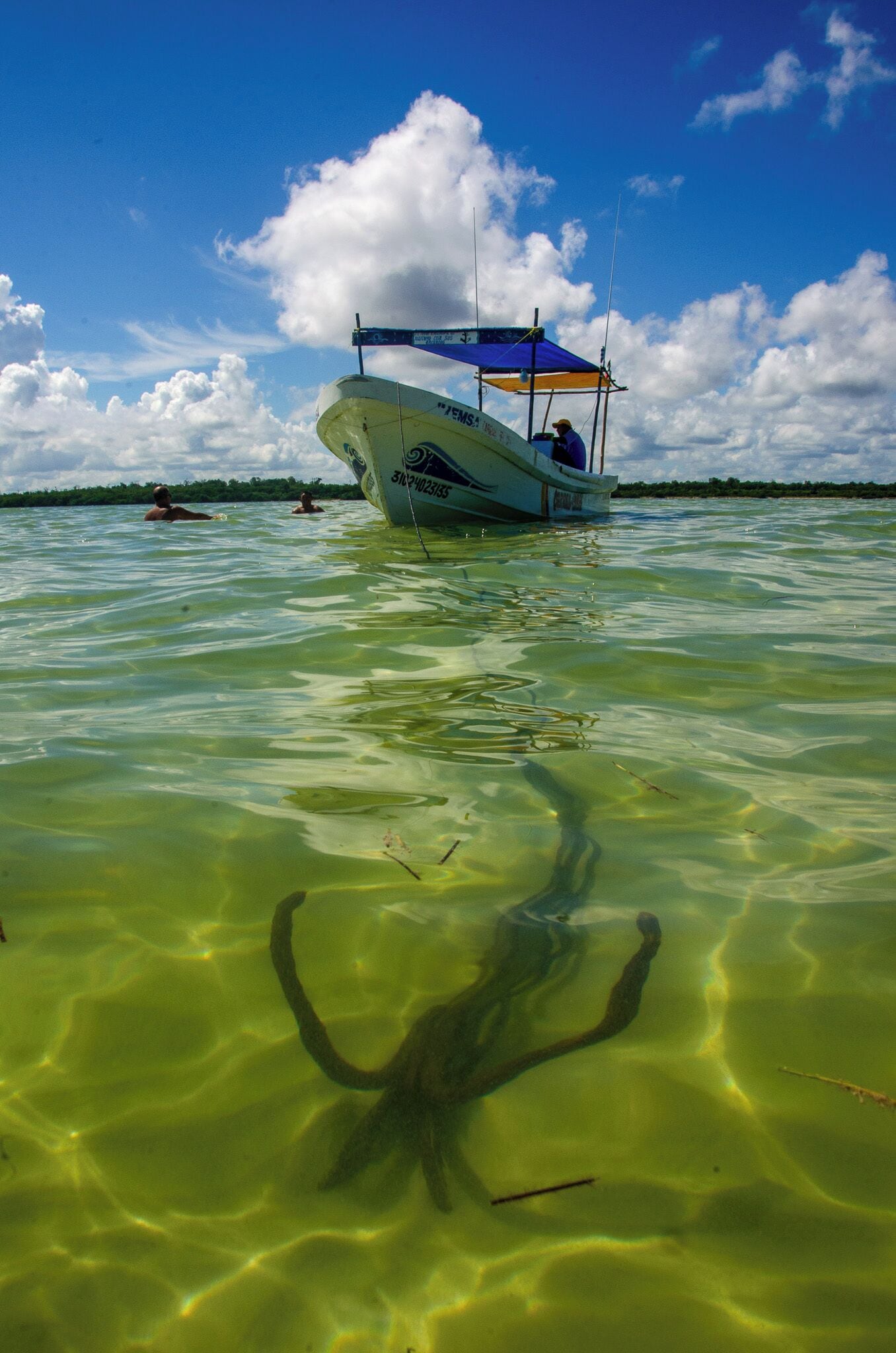 A boat with a canopy and a person on board, floating on clear water with a visible underwater plant.