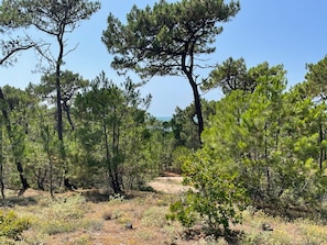 Paisagem natural com pinheiros e uma trilha de terra.
