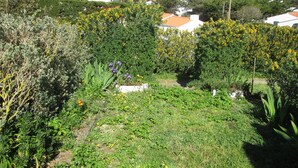 A garden with various plants and flowers, surrounded by houses.