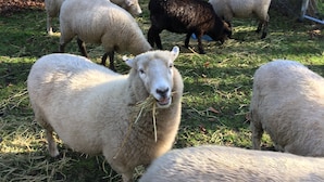 Un groupe de moutons paît dans un enclos, où l’on trouve de l’herbe et du foin.