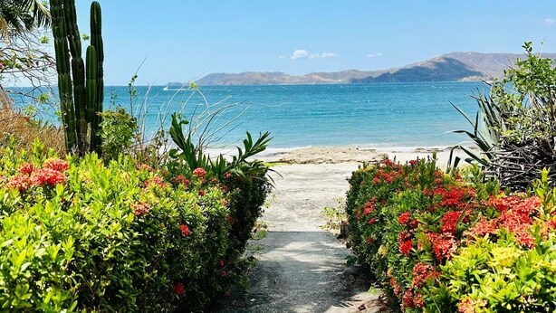Un sendero que lleva a una playa, con cactus y plantas con flores a ambos lados.
