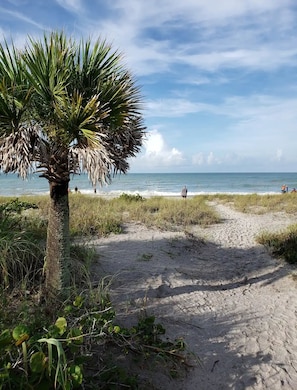 A sandy beach path with a palm tree and ocean view.