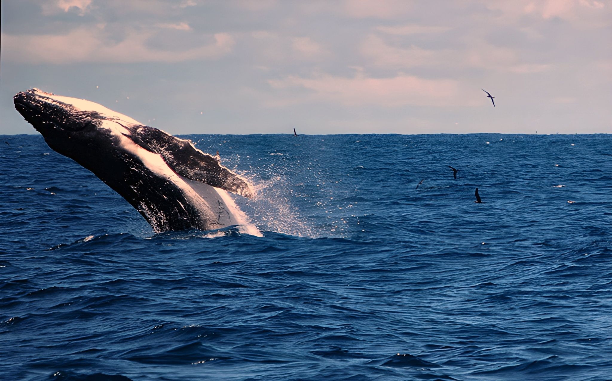 Una ballena rompiendo la superficie del océano.