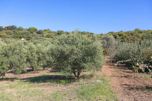 An olive grove with trees and a clear sky. - Villa in Koxare with Private Pool & Garden (Rethymno)