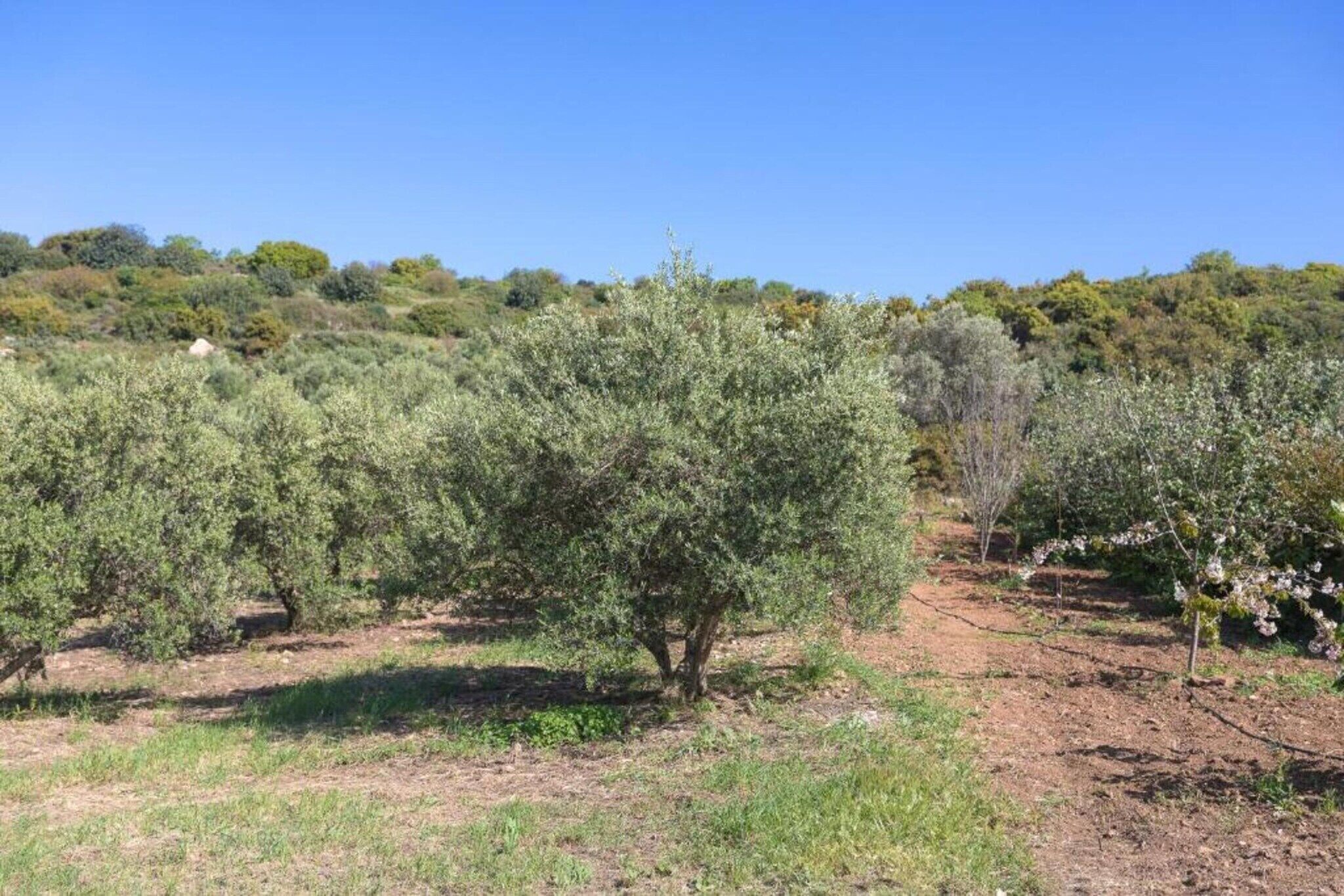 An olive grove with trees and a clear sky.