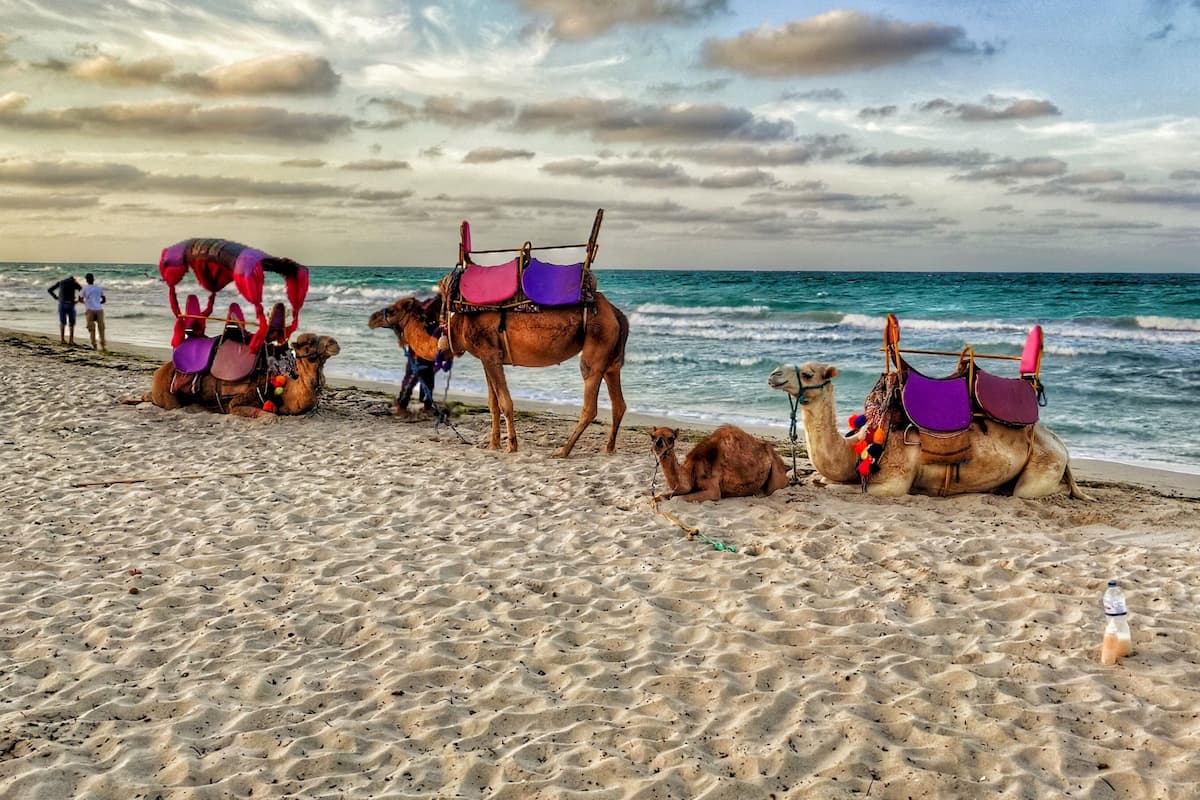 A beach with camels and riders, some with saddles and blankets.