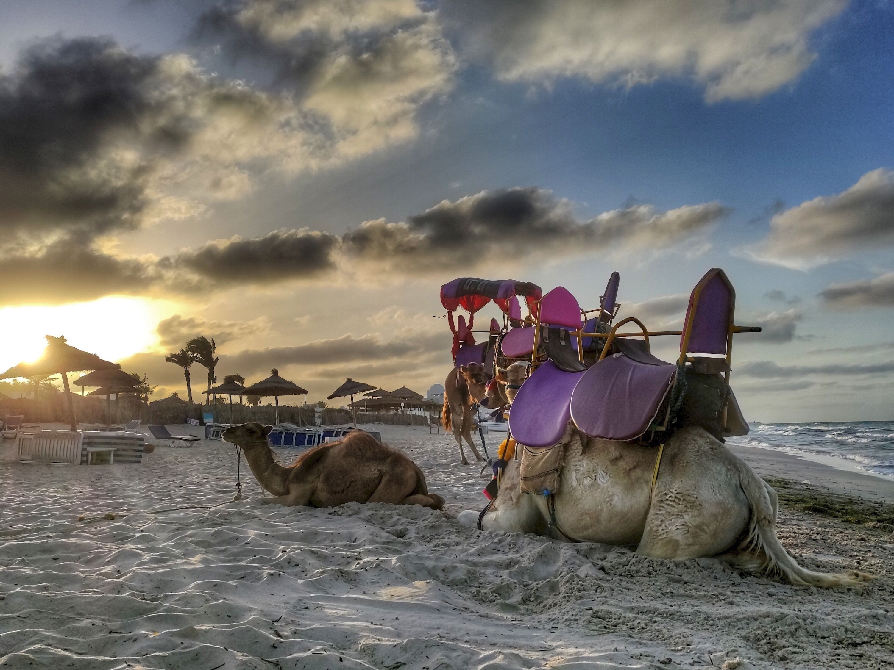 A beach with camels and a camel ride setup.