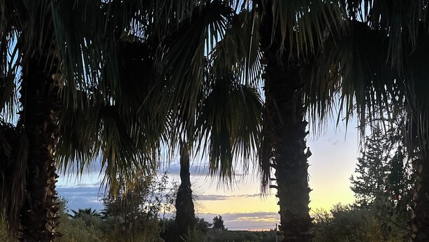 Un área de piscina con un camino que lleva a un espacio de descanso, rodeado de palmeras y vistas al mar.