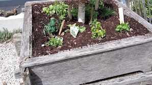 Canteiro com diversas plantas e uma estrutura metálica.