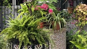 A variety of potted plants arranged in a decorative setting with a metal fence and a white wall in the background. - Hostal Mellizo (Lebrija)