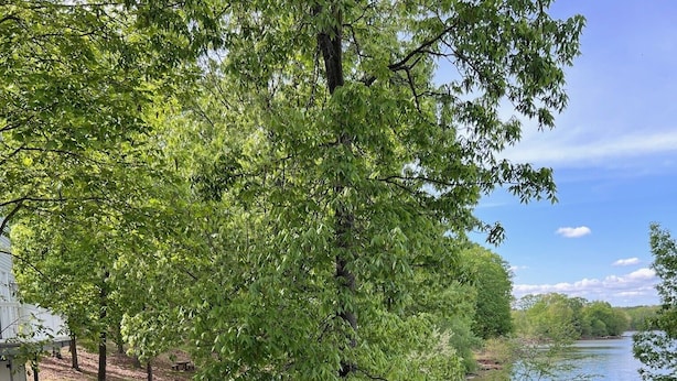 Een houten terras met een leuning, met uitzicht op een rivier, omringd door bomen en een gazon.