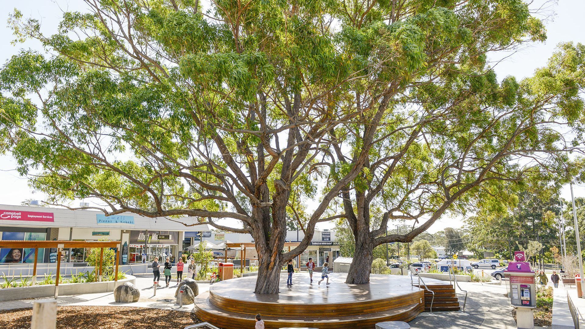 A large tree in a public space with a circular wooden platform around it.