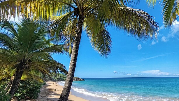 A beach with palm trees and clear blue water. - L'Althéa Bleu, 2 minutes from the sargasso-free beach  (Sainte-Rose)