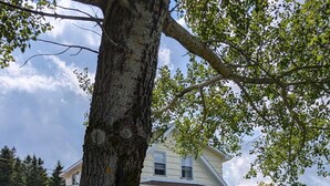 A house with a large tree in the foreground, a grassy yard, and a building with a porch and windows in the background. - Behie House - charming home on the Strait of Canso (Sand Point)