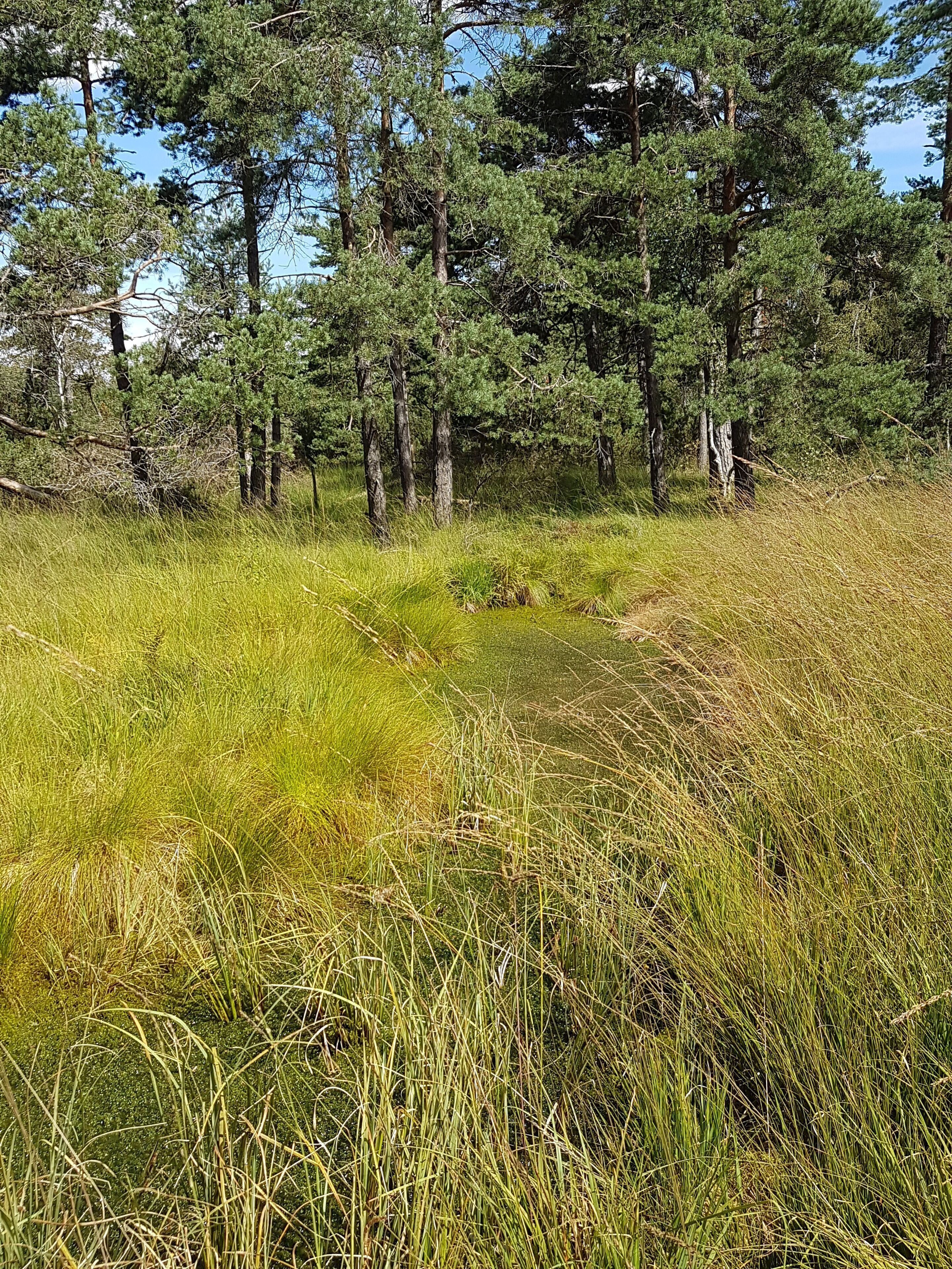 A natural landscape with tall grass and trees.