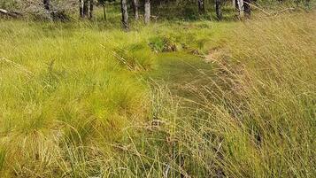 A natural landscape with tall grass and trees.