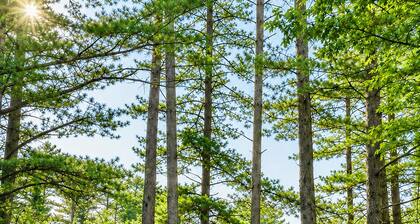 Whispering Pines Oasis 12 ac Scenic Forest Retreat