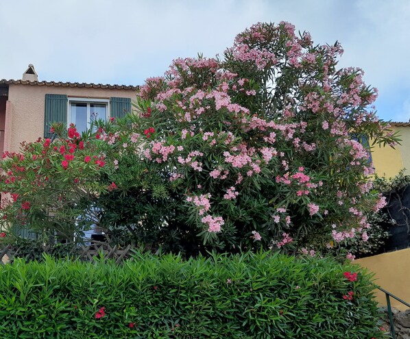 Exterior detail - House with beautiful pool on the Côte d'Azur (Cogolin)