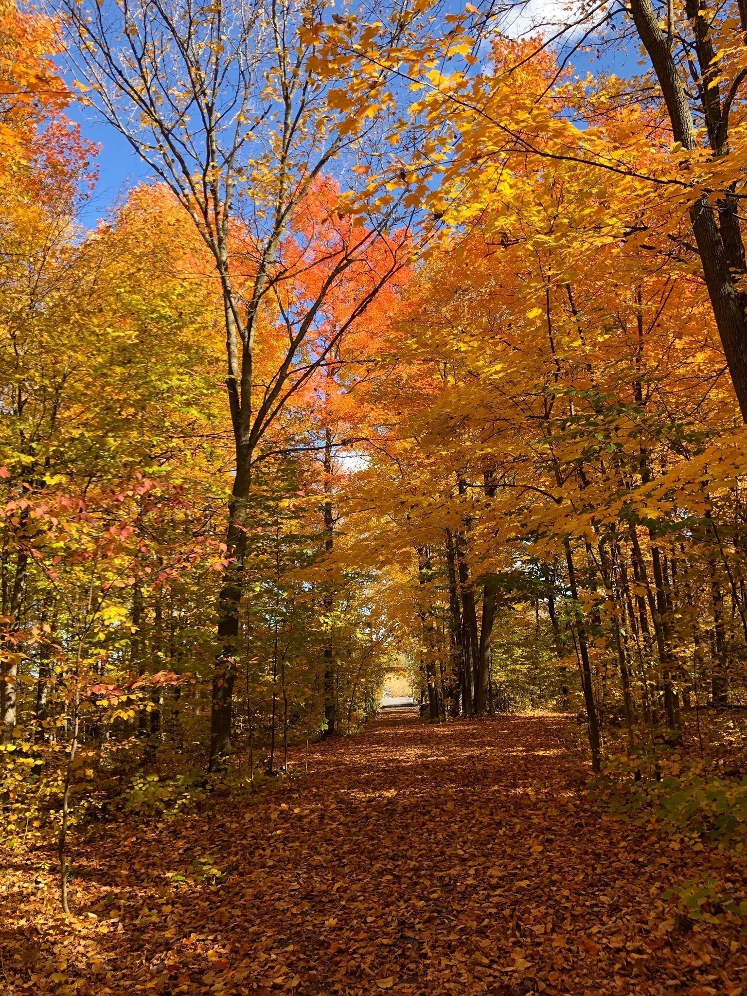 A pathway through a forest with autumn foliage.