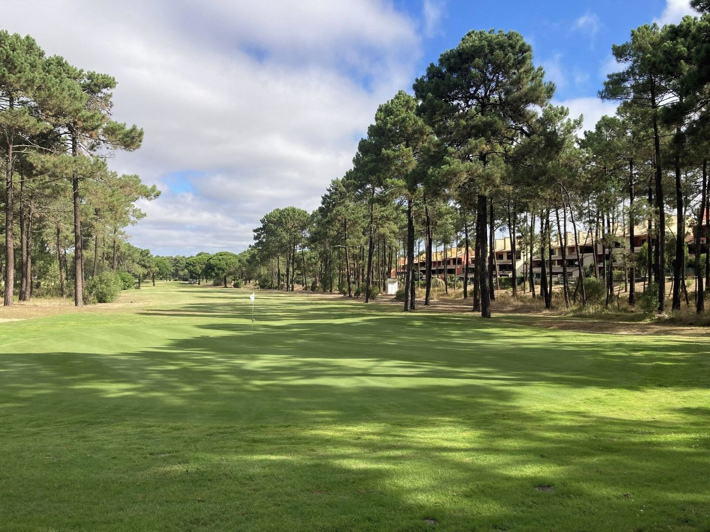 A golf course with a flag, surrounded by tall pine trees and buildings in the background.
