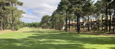 A golf course with a flag, surrounded by tall pine trees and buildings in the background.