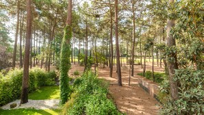 A forested area with a dirt path and dense greenery. - Stunning 2 bedroom apartment in Herdade da Aroeira (Almada)