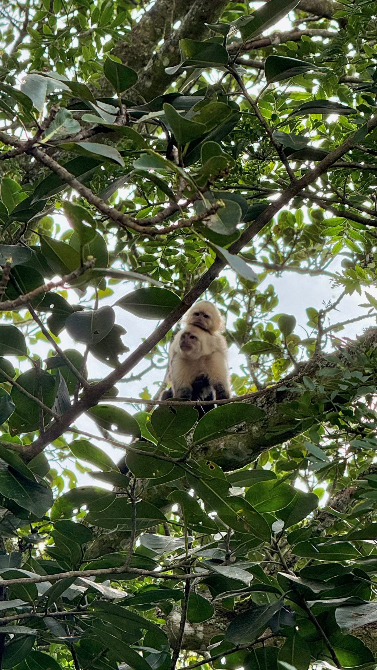 A tree with dense foliage and a monkey sitting on a branch.