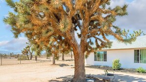 Un grand yucca de Josué, un arbre majestueux, se dresse dans un paysage désertique, avec un bâtiment blanc en arrière-plan.