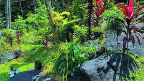 A lush garden with various plants and rocks.