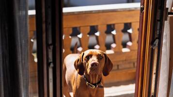 A dog standing at a door with a wooden bench and a railing in the background.