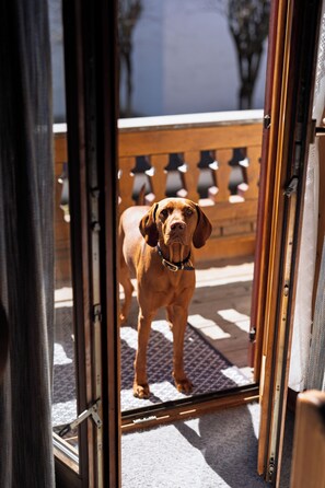 A dog standing at a door with a wooden bench and a railing in the background. - Ferienwohnungen Chiemgau (Grassau)