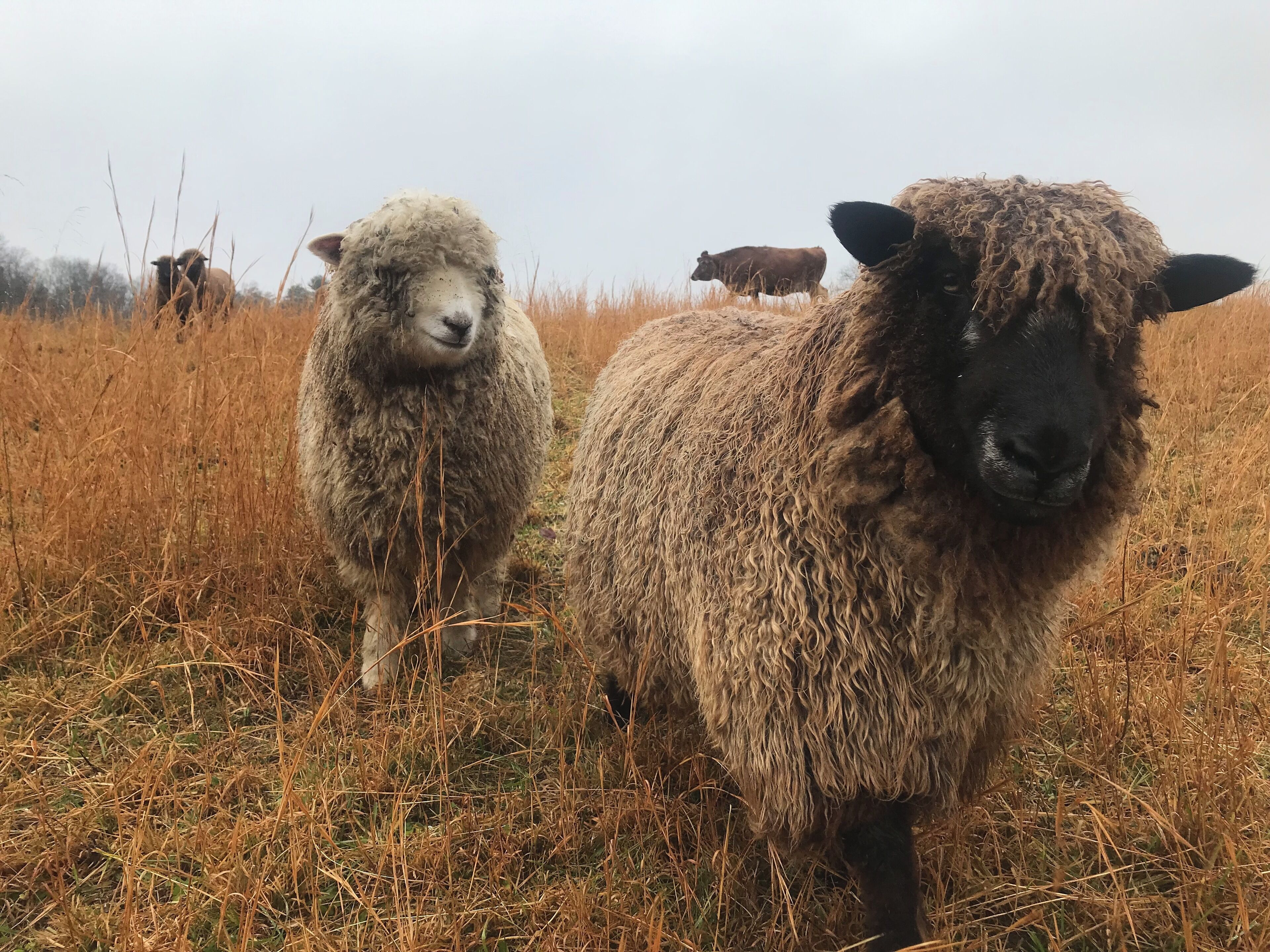 A field with sheep and dry grass.