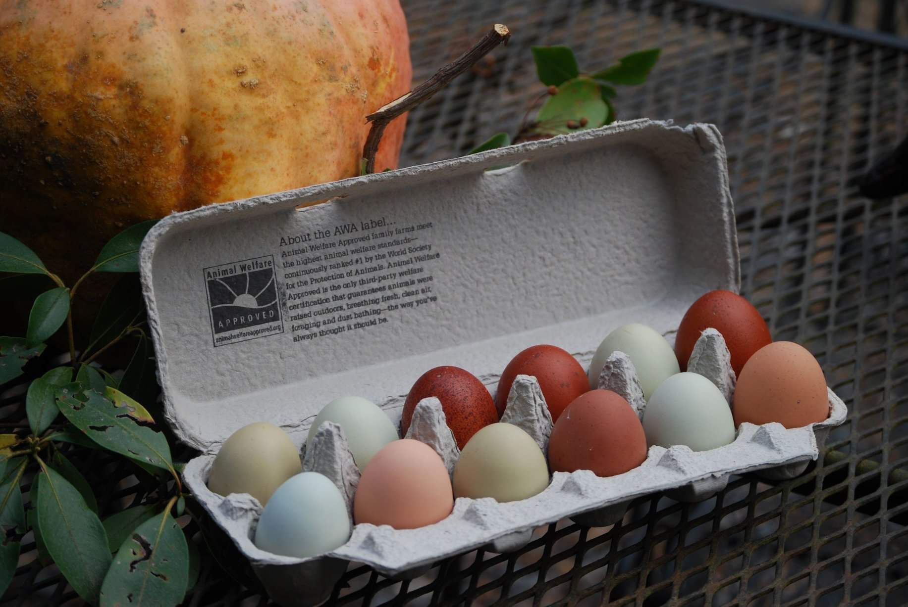 A carton of eggs with an "Animal Welfare Approved" label, placed on a metal table with a pumpkin and green leaves in the background.