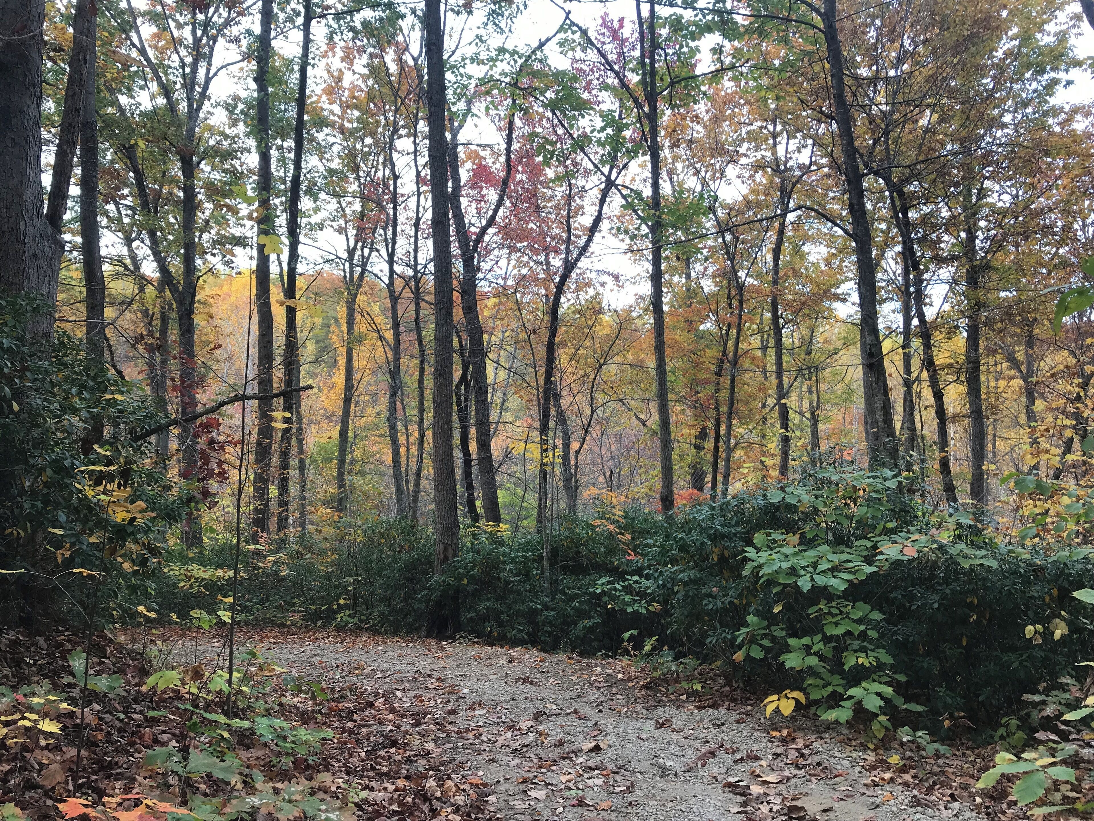 A forest path with dense trees and underbrush.