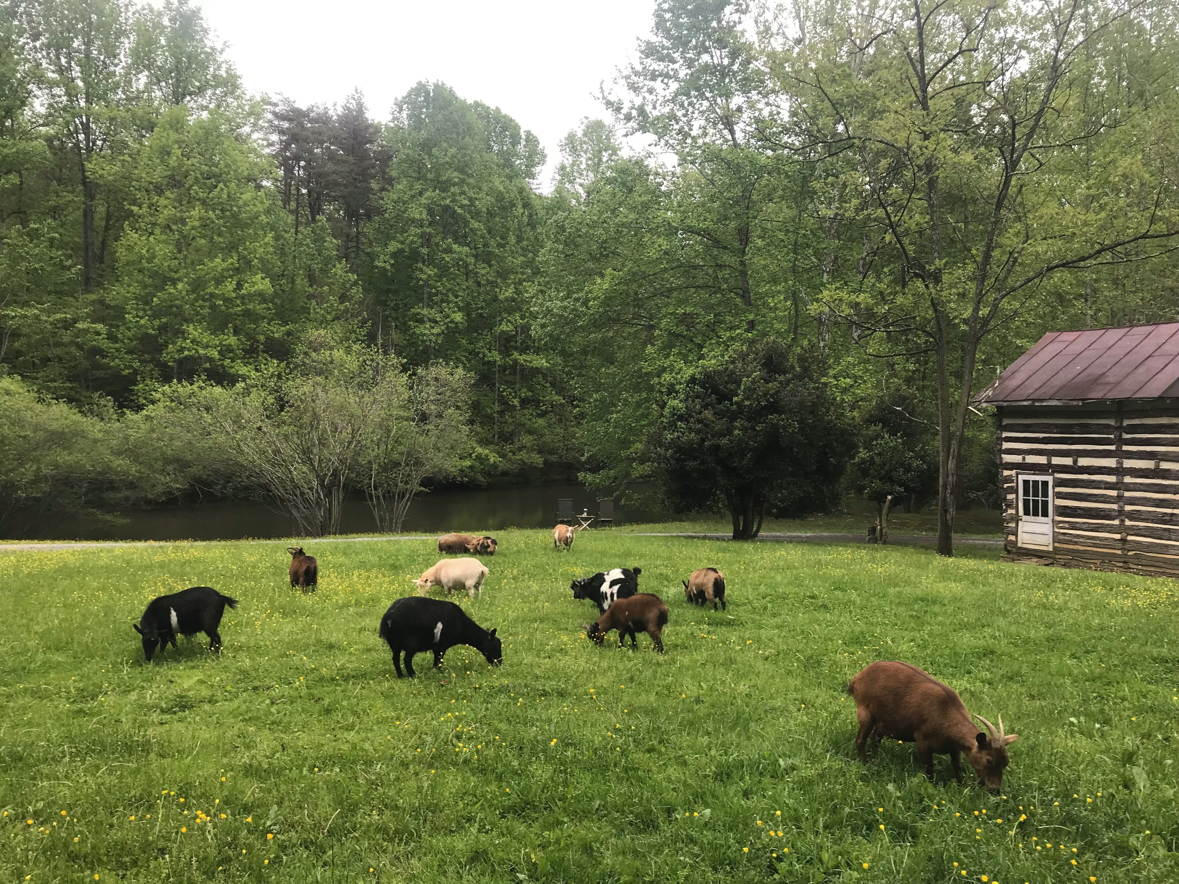 A rustic cabin surrounded by a lush green field with cows grazing.