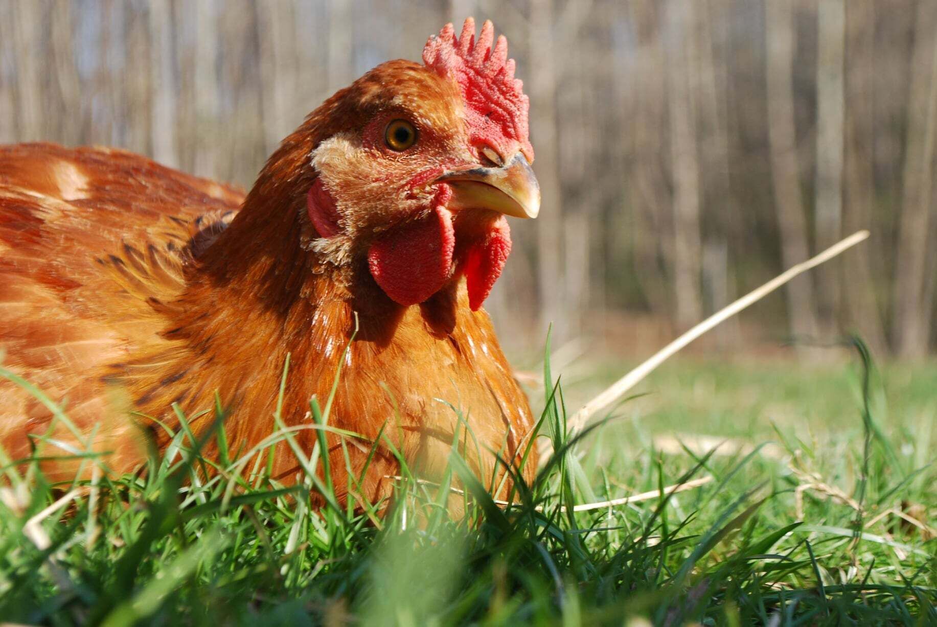 A chicken in a grassy area.