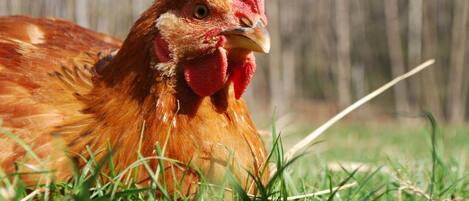 A chicken in a grassy area.