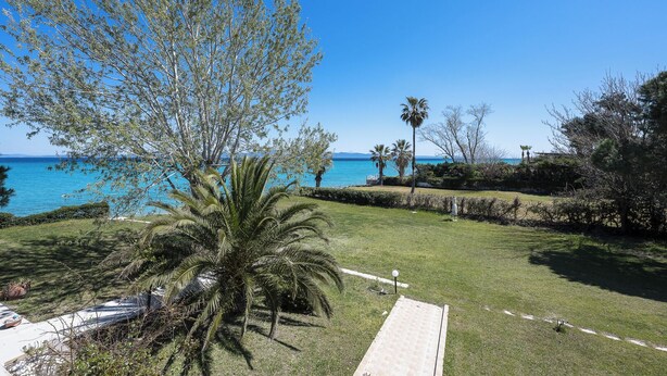 A grassy area with a palm tree, a pathway, and a view of the sea.