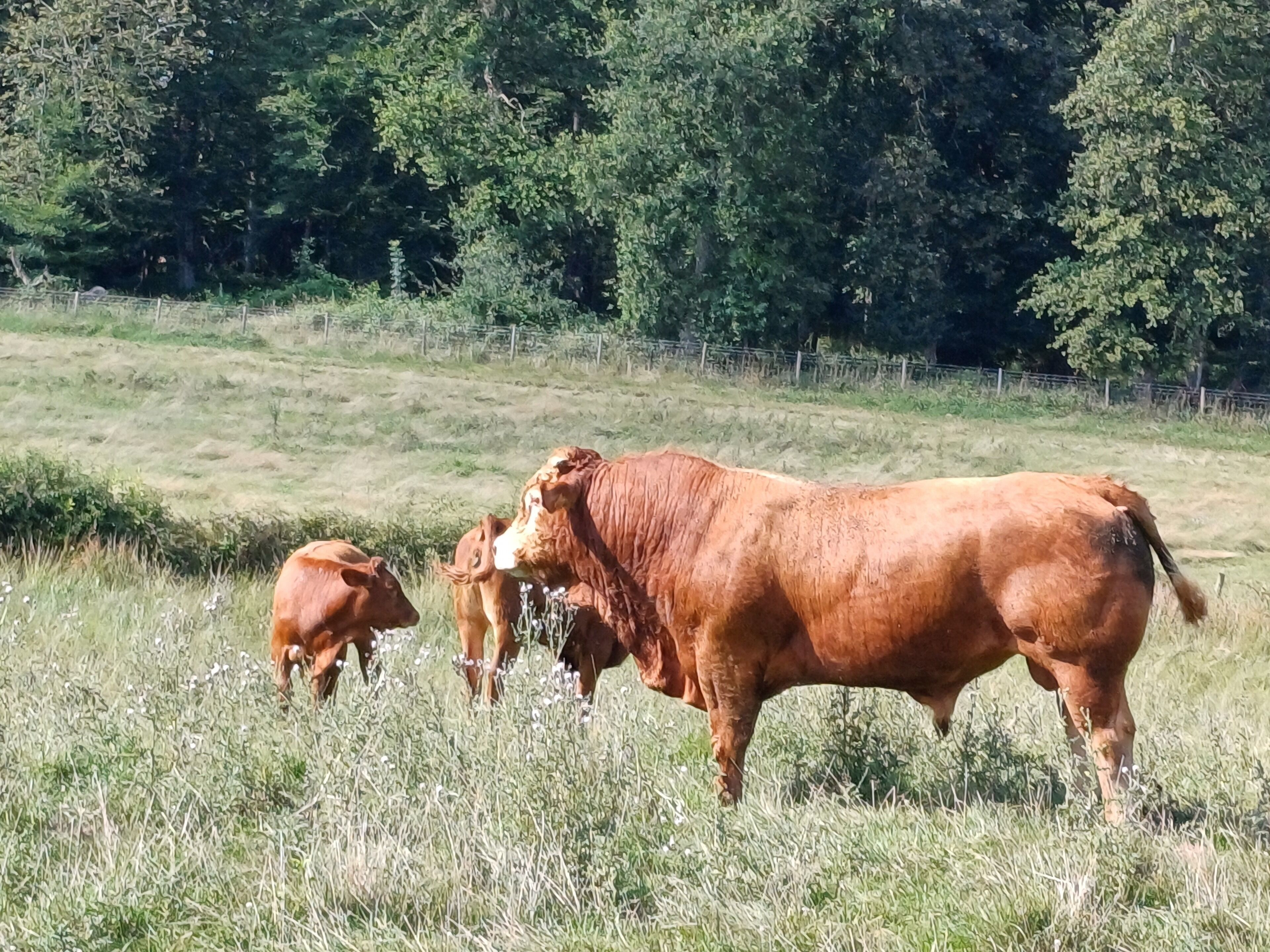 A field with cows grazing.