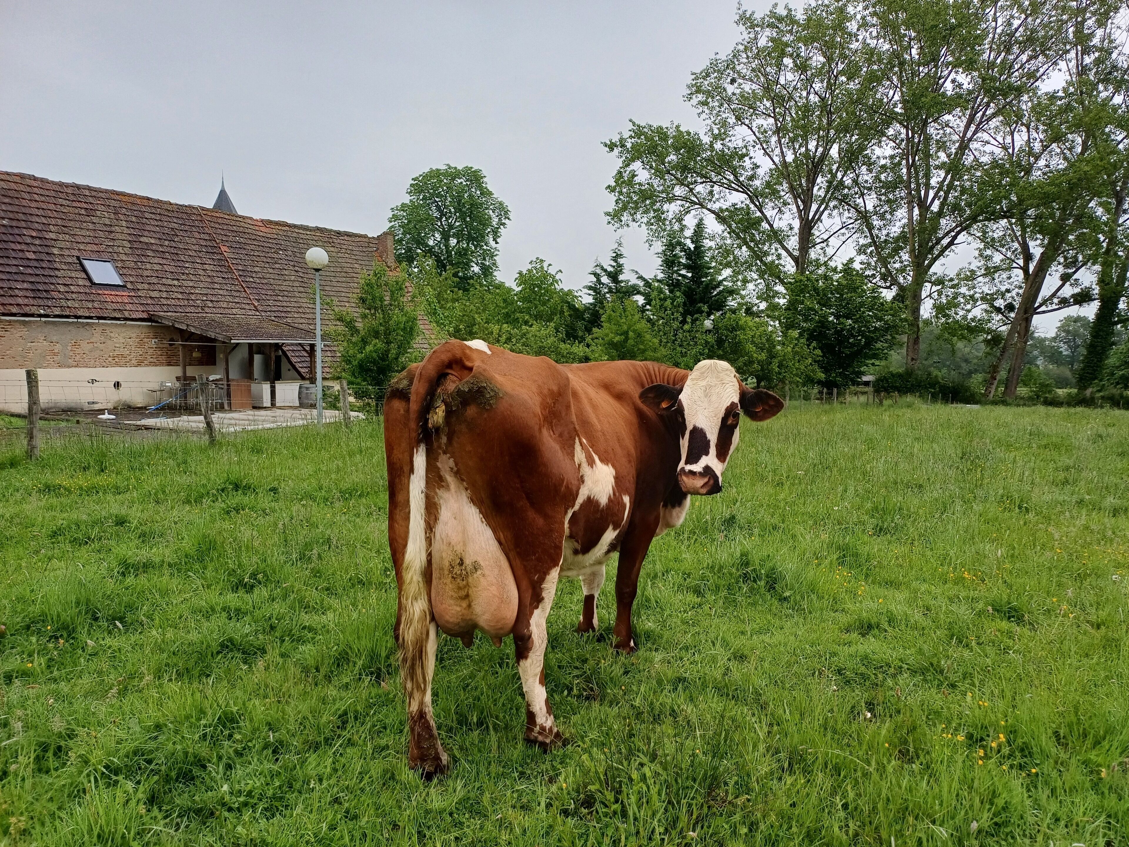 Une vache se tient dans un champ herbeux, avec un bâtiment en arrière-plan.
