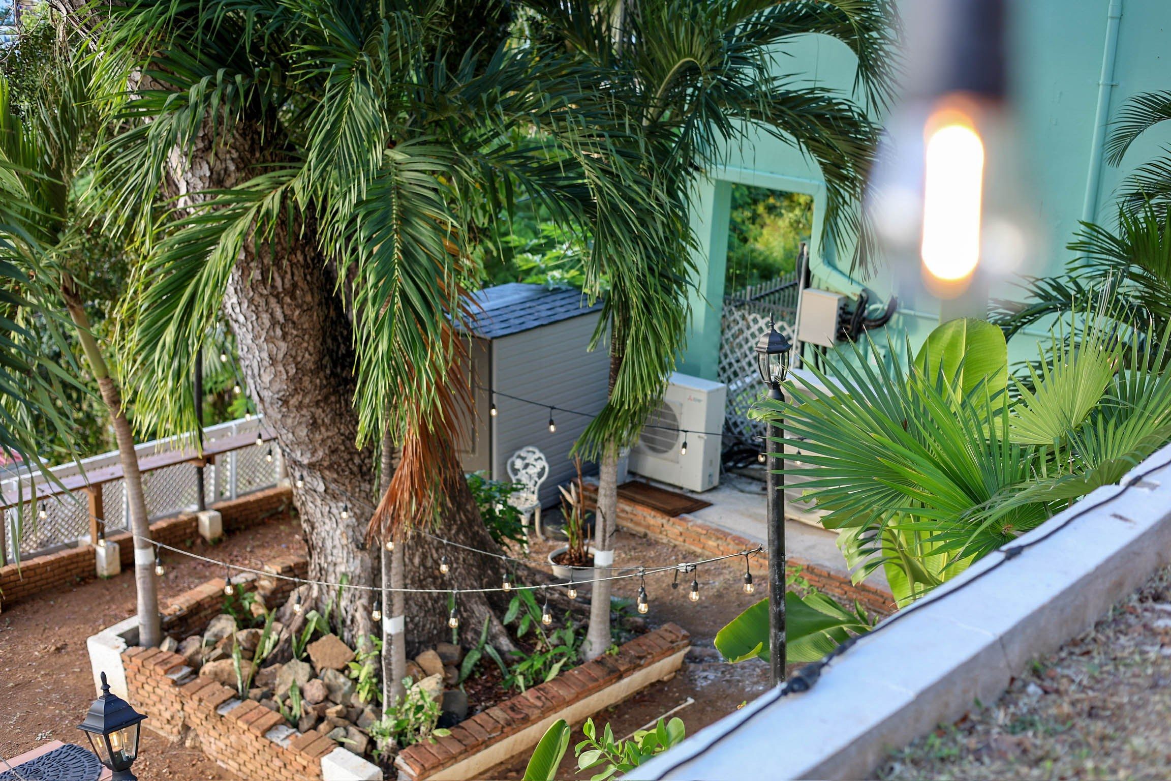 A garden with a large tree, a brick planter, and string lights.
