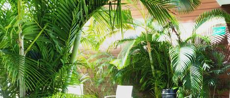 A patio area with a wooden deck, white chair, and lush greenery including palm trees and ferns.