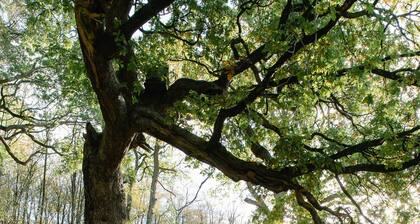 Secluded Woodland Cabin in North Cumbria