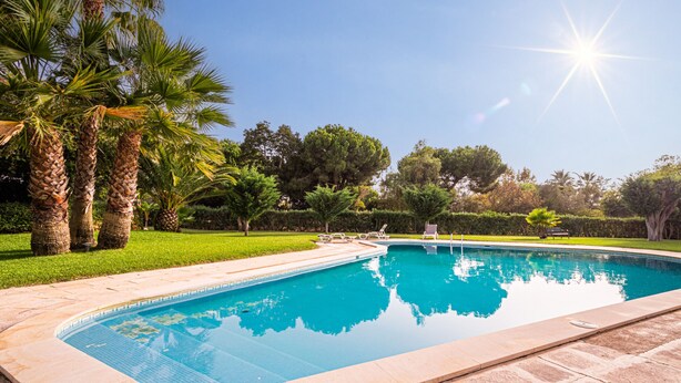 Una piscina con bordo piastrellato, circondata da palme e da un’area verde.