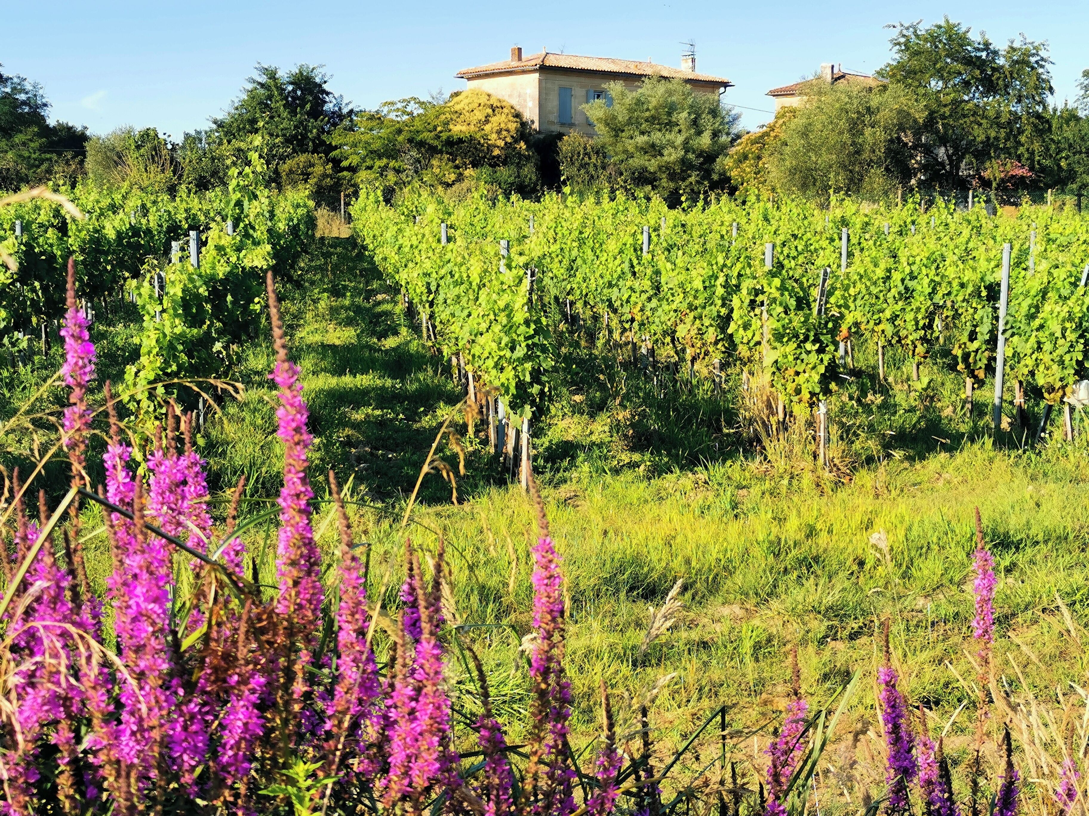 A vineyard with rows of grapevines and a house in the background.