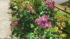 A garden with flowering plants and a bridge in the background. - Maison Finchette • 5 min f Saint-Émilion • Private Terrace • Parking • For 2 (Sainte-Terre)