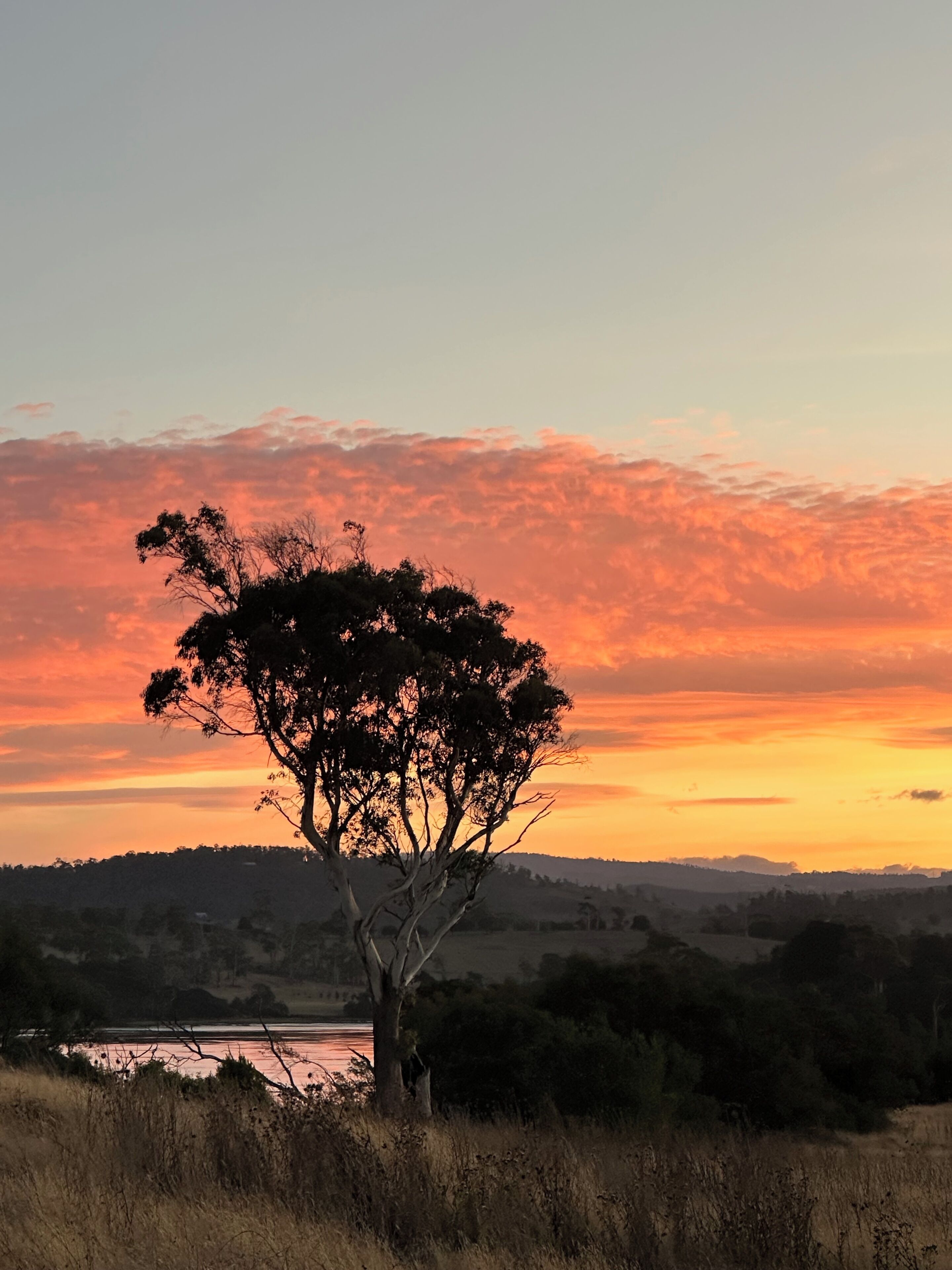 A tree in a natural landscape with a sunset in the background.