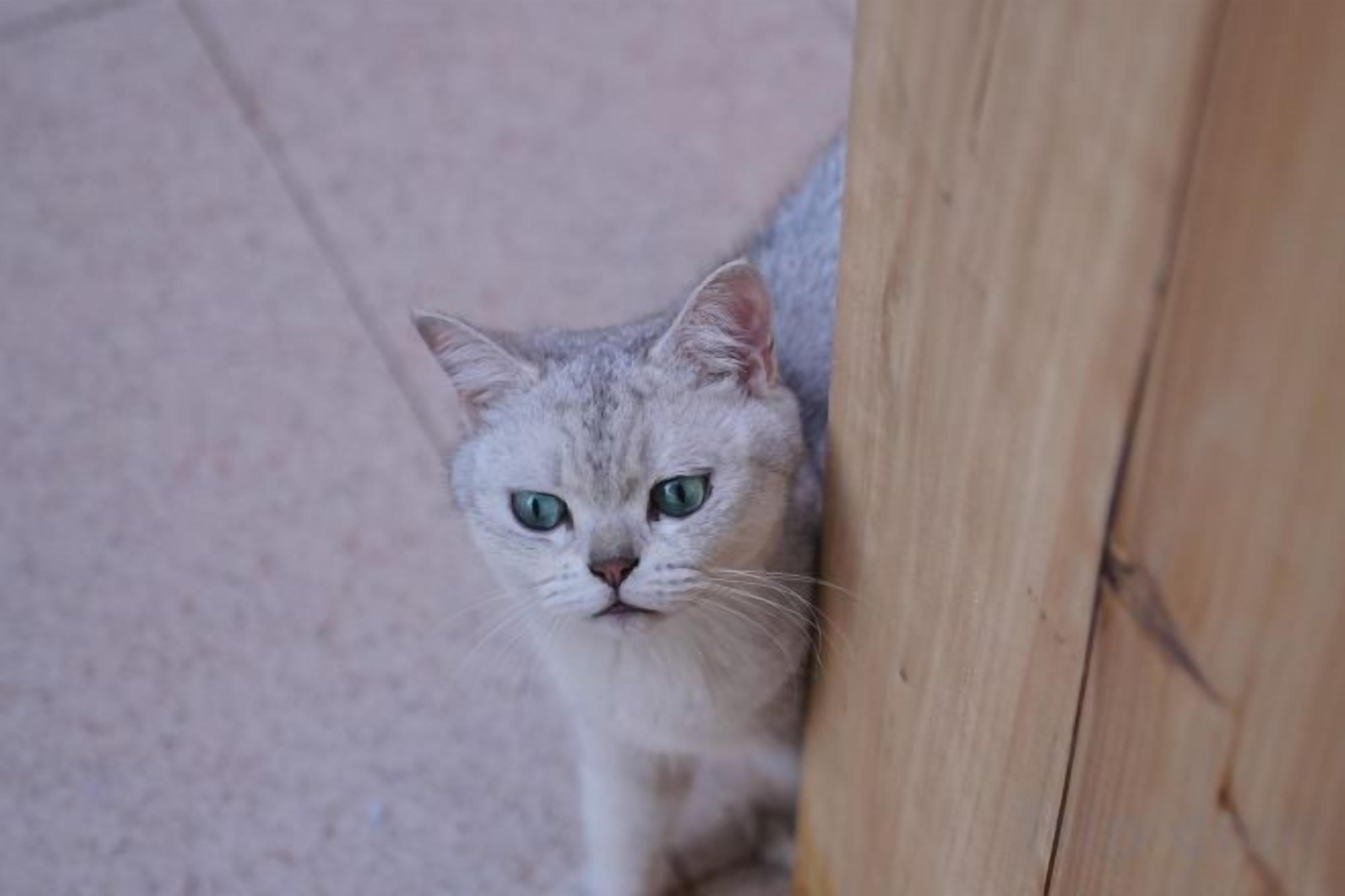Un gato asomándose tras una estructura de madera.