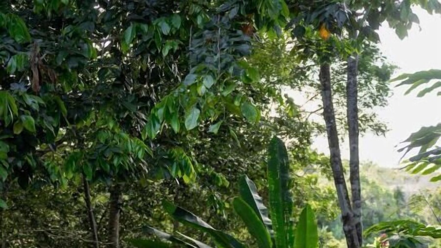 O Canto do Vale Trancoso